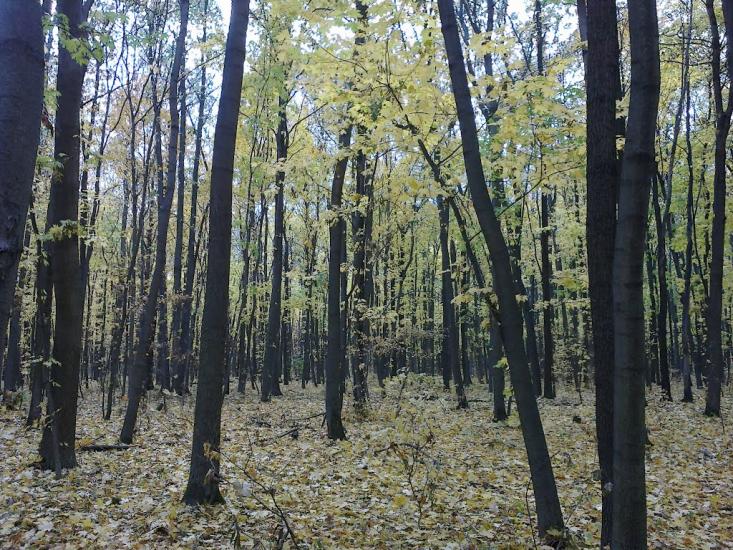 Старий Мерчик з panoramio.com - Старий Мерчик