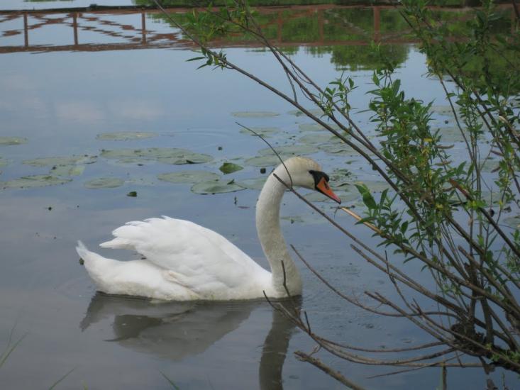 Клубівка з panoramio.com - Клубовка
