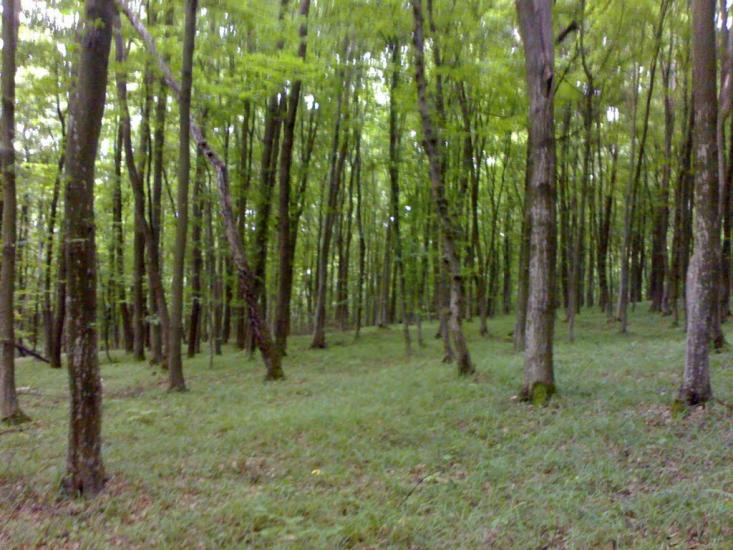 Михальче з panoramio.com - Михальче