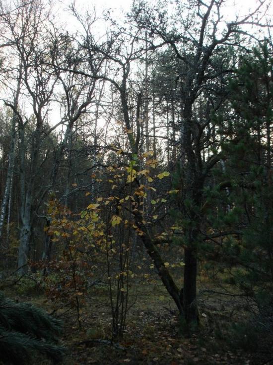 Хрипськ з panoramio.com - Хрипск