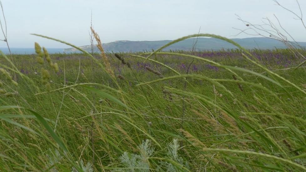 Войкове з panoramio.com - Войкове