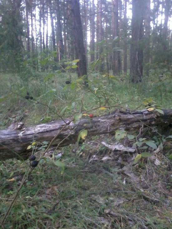 Райгородка з panoramio.com - Райгородка