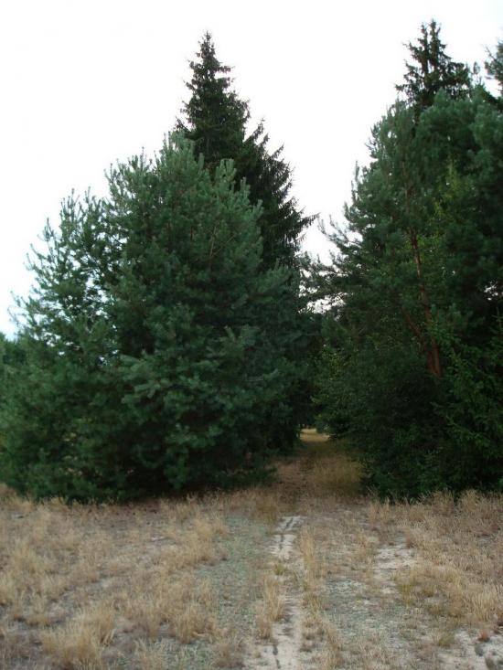 Хрипськ з panoramio.com - Хрипск