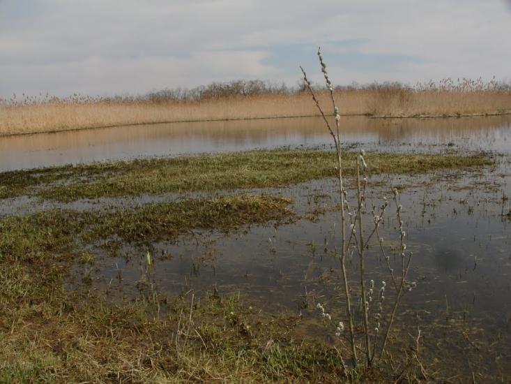 Дмитрівка з panoramio.com - Дмитрівка