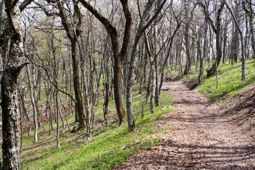 Лісне з panoramio.com - Лісне