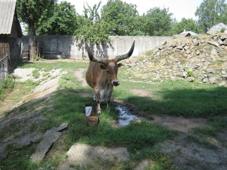 Мена з panoramio.com - Мена