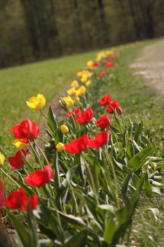Самчинці з panoramio.com - Самчинцы