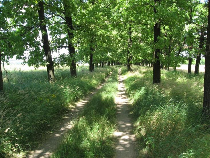 Вільшани з panoramio.com - Ольшаны