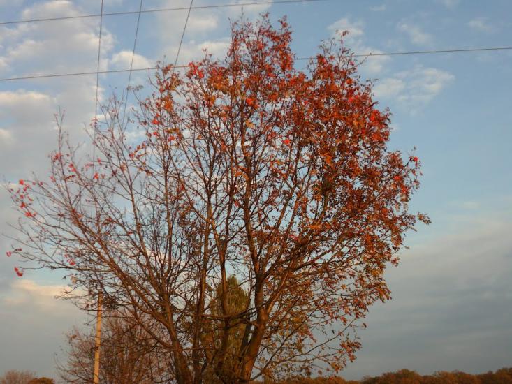 Дергачі з panoramio.com - Дергачи
