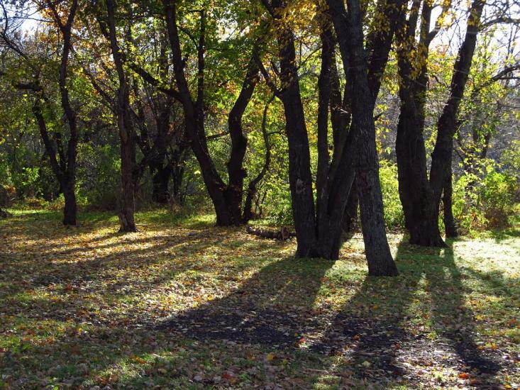 Зелений Гай з panoramio.com - Зеленый Гай