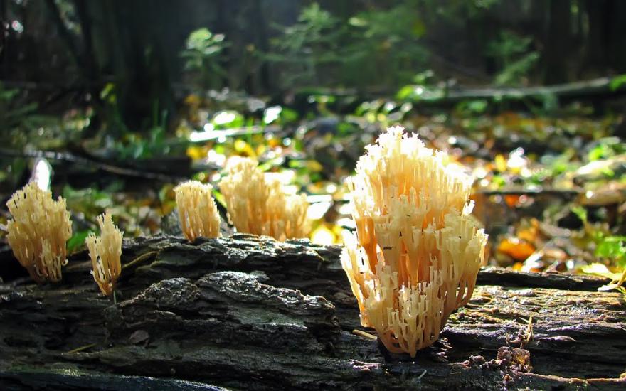 Завій з panoramio.com - Завій