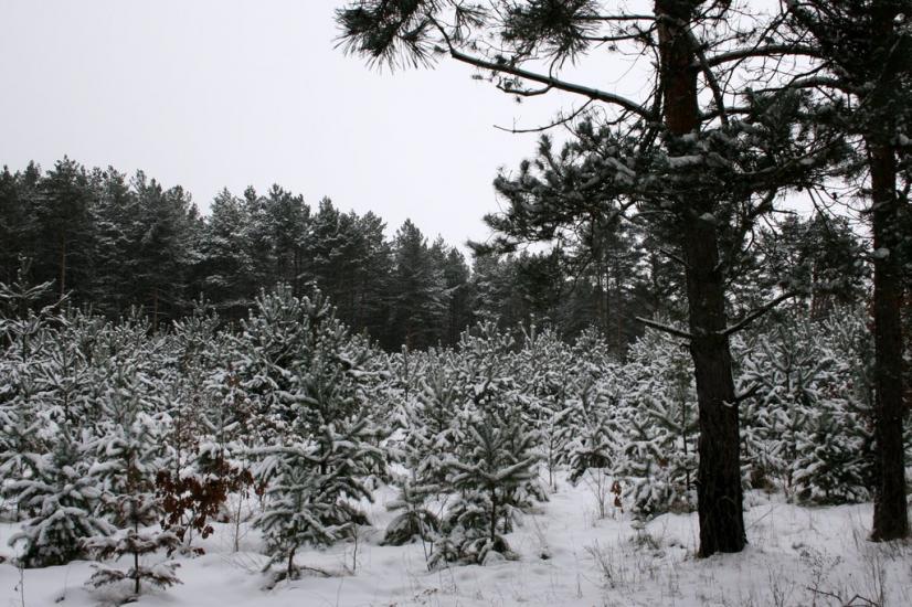 Проців з panoramio.com - Protsiv