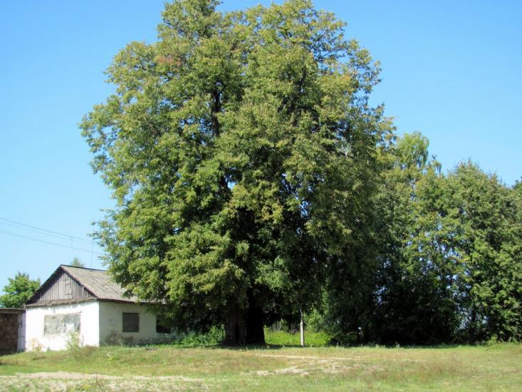 Мульчиці з panoramio.com - Мульчиці