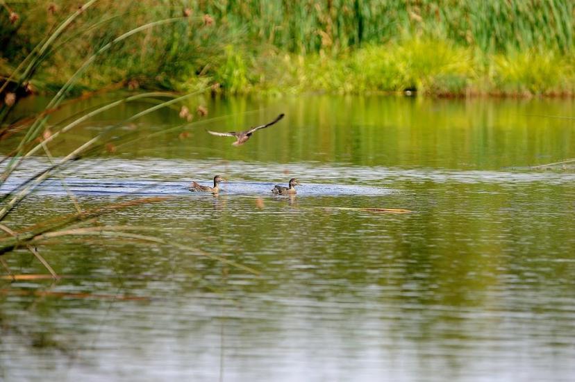 Борівське з panoramio.com - Борівське