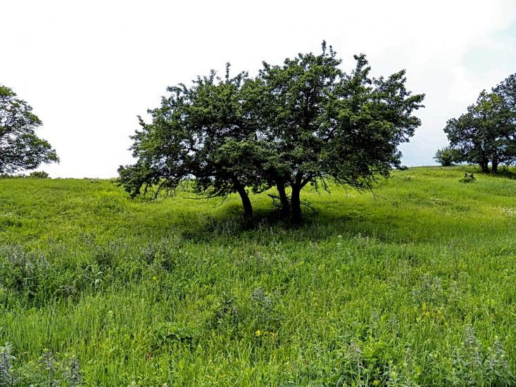 Булавинське з panoramio.com - Булавинское