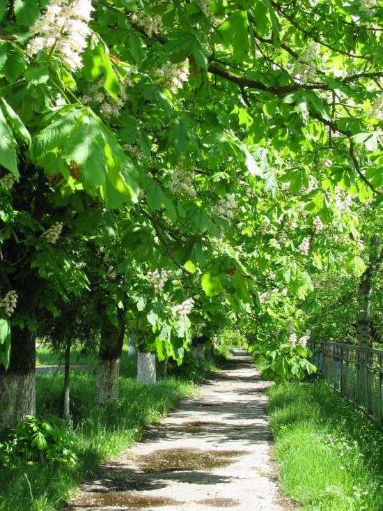 Козова з panoramio.com - Козова