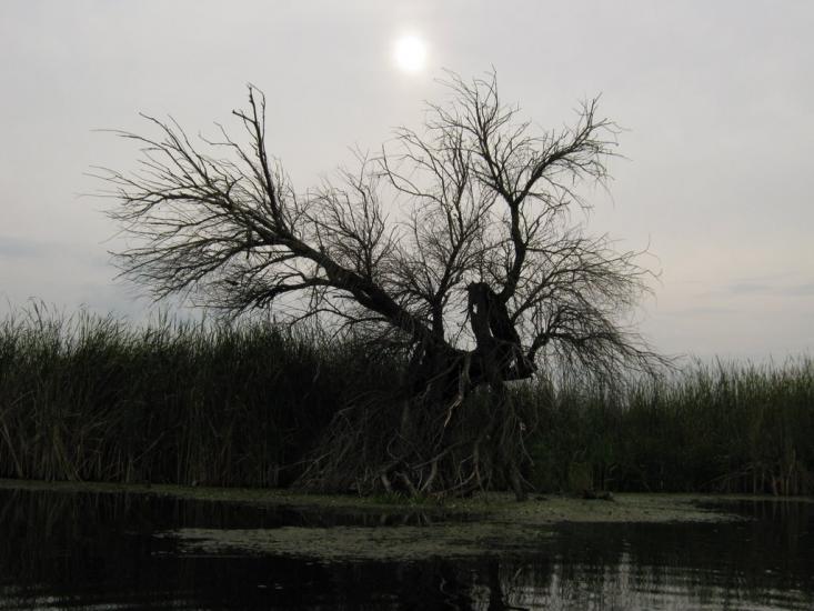 Новосільське з panoramio.com - Novosilske
