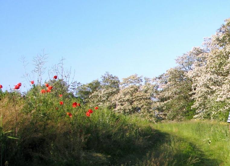 Русанівці з panoramio.com - Русанівці