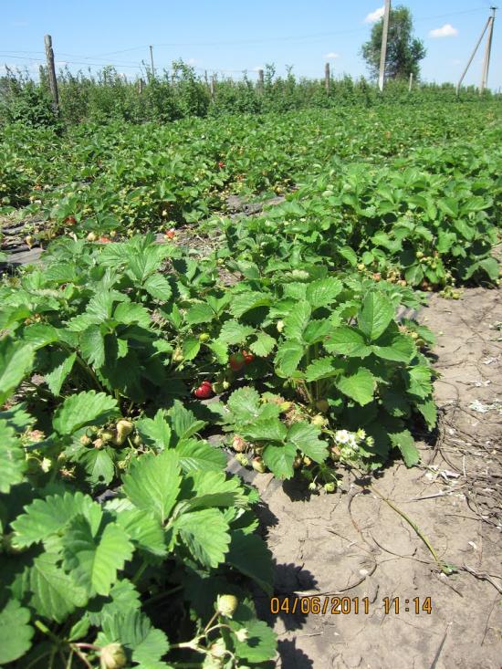 Спаське з panoramio.com - Спасское