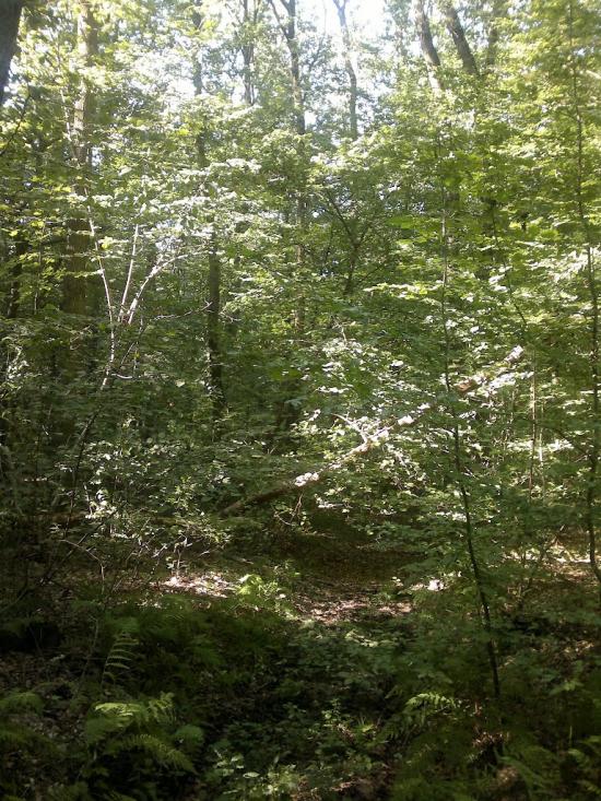 Ковиничі з panoramio.com - Ковиничі