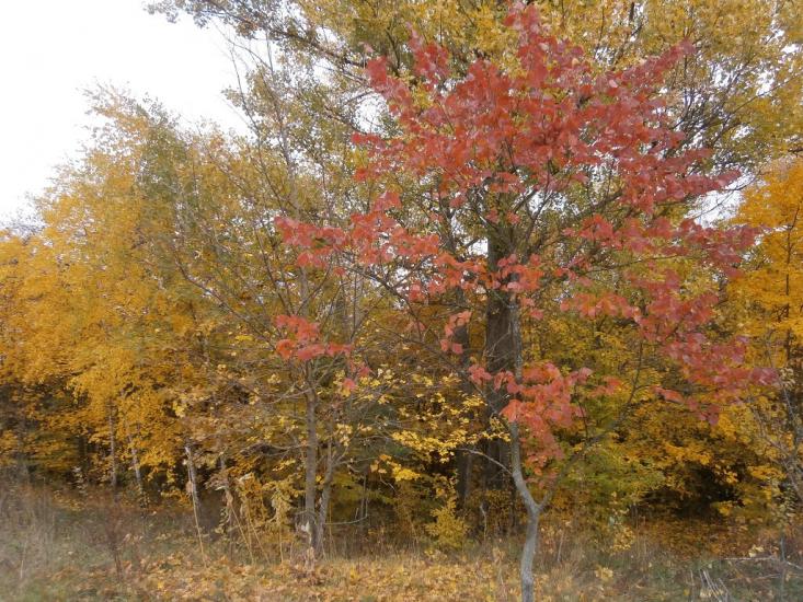 Нечаївка з panoramio.com - Нечаевка