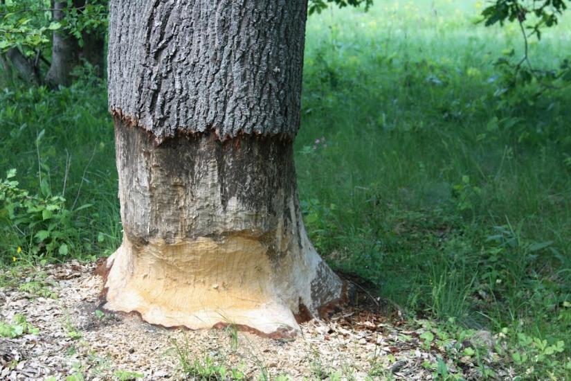 Ободівка з panoramio.com - Ободівка