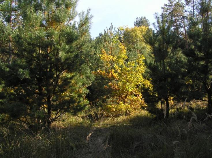 Проців з panoramio.com - Protsiv