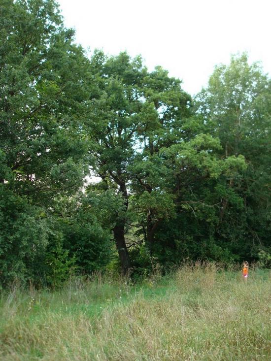 Хрипськ з panoramio.com - Хрипск