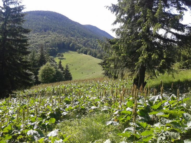Мислівка з panoramio.com - Мысливка