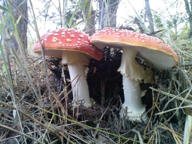 Солгутове з panoramio.com - Солгутово