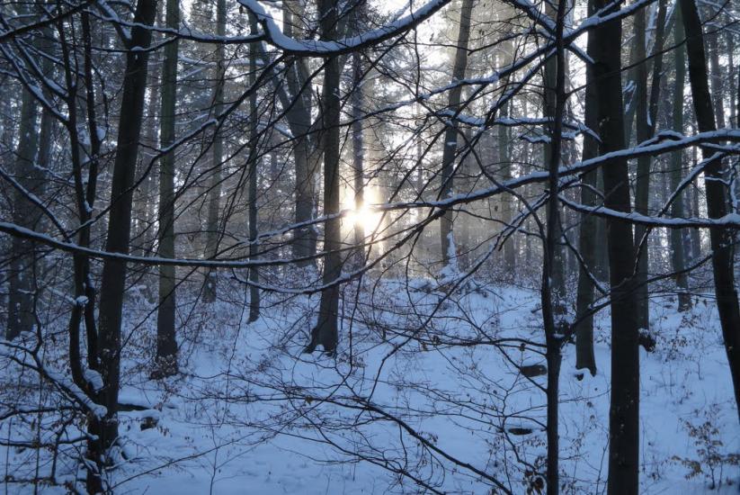 Дев'ятир з panoramio.com - Девятир