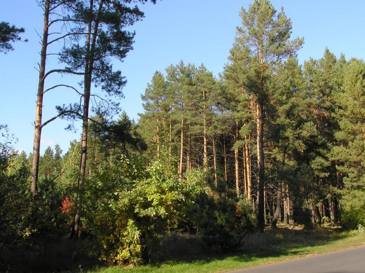 Проців з panoramio.com - Protsiv
