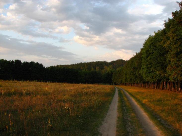 Чайки з panoramio.com - Чайки