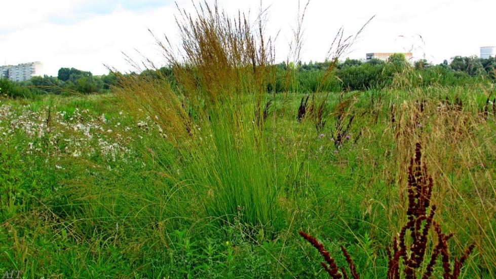 Кузнецовськ з panoramio.com - Вараш