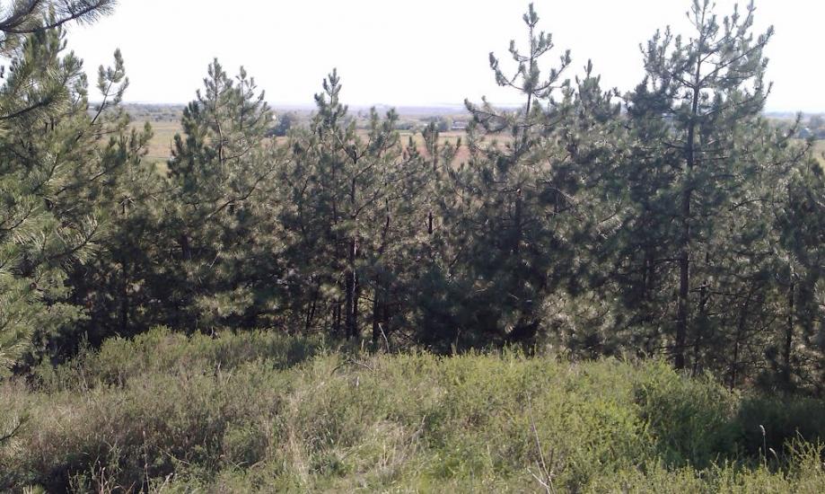 Софіївка з panoramio.com - Софиевка