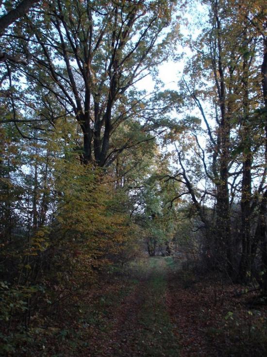 Хрипськ з panoramio.com - Хрипск