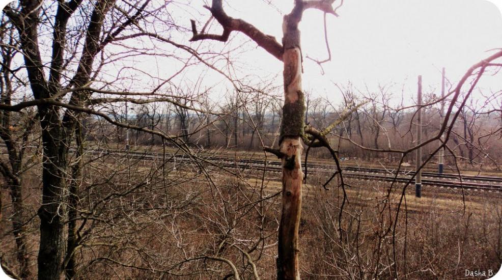 Дачне з panoramio.com - Dachne
