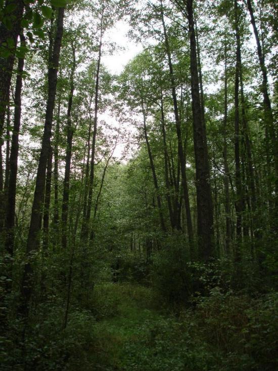Хрипськ з panoramio.com - Хрипск