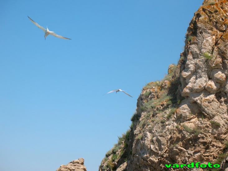 Войкове з panoramio.com - Войкове