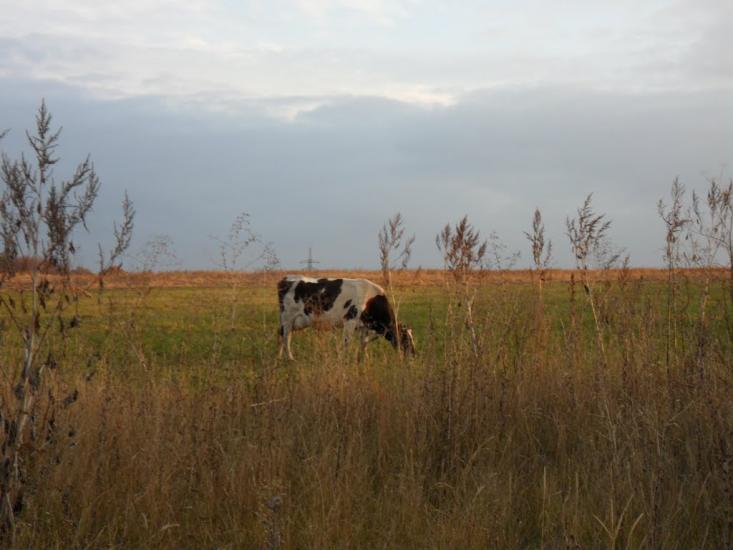 Дергачі з panoramio.com - Дергачи