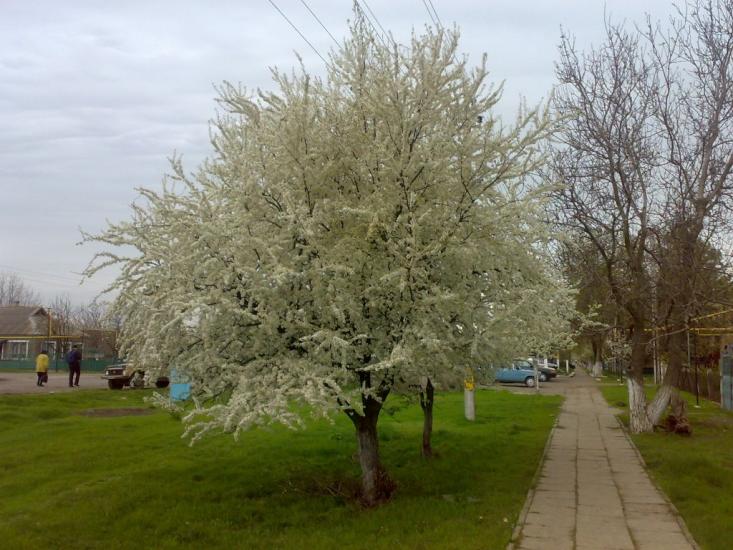 Ширяєве з panoramio.com - Ширяево