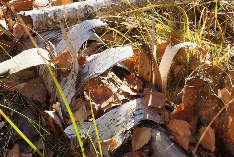 Отрохи з panoramio.com - Отрохи