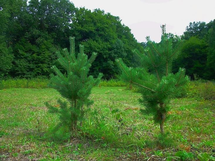 Щасливе з panoramio.com - Schaslyve