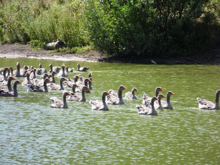 Ступаківка з panoramio.com - Ступаковка