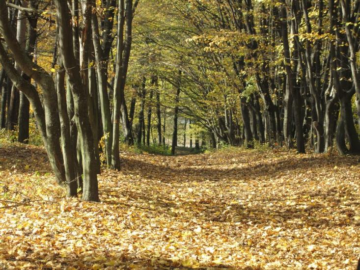 Оратів з panoramio.com - Оратів