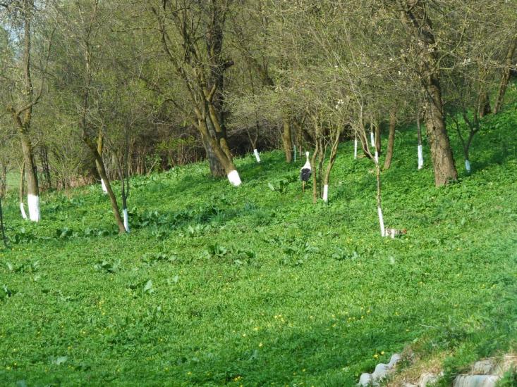 Бзовиця з panoramio.com - Бзовица