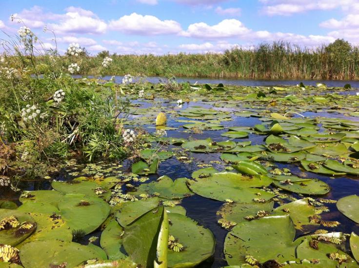 Кізомис з panoramio.com - Kizomys