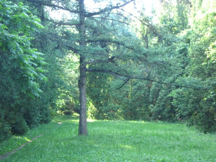 Бабичівка з panoramio.com - Бабичовка