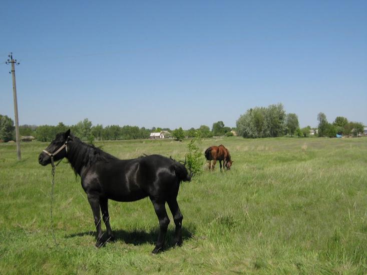 Остап'є з panoramio.com - Ostapye