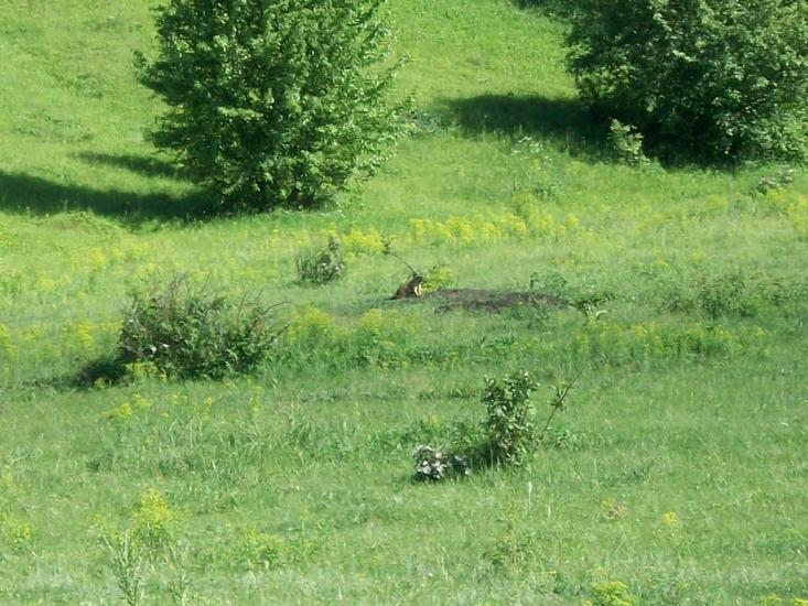 Рублене з panoramio.com - Рублене